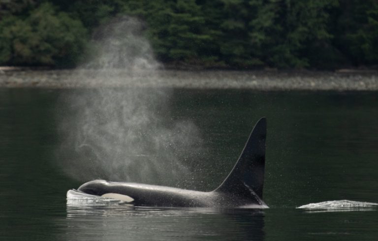 Film premiere – “Die Sprache der Wale”