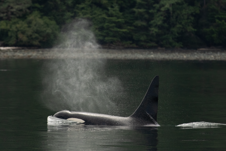 Pattern Recognition Lab featured in German Television (ZDF): Terra X – Die Sprache der Tiere