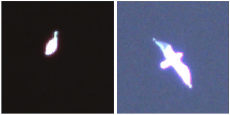 BnF & BMUV fund project for bird detection in aerial images